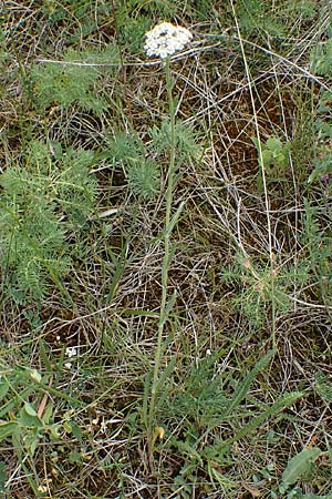 Achillea setacea / Fine-Leaved Milfoil, D Th&uuml;ringen, Erfurt 6.6.2022