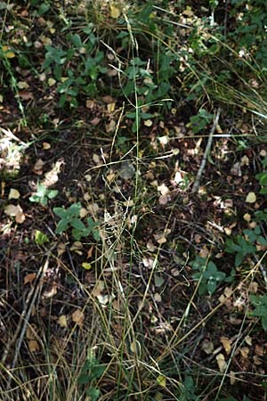 Festuca altissima \ Wald-Schwingel, D D&uuml;ren 20.8.2022