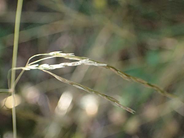 Festuca altissima \ Wald-Schwingel, D D&uuml;ren 20.8.2022