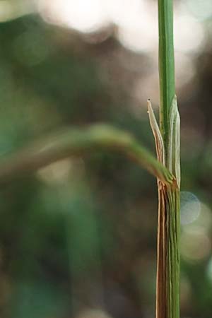 Festuca altissima \ Wald-Schwingel, D D&uuml;ren 20.8.2022
