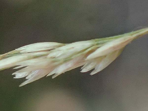 Festuca altissima \ Wald-Schwingel, D D&uuml;ren 20.8.2022