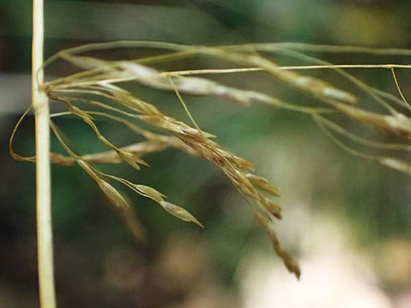 Festuca altissima \ Wald-Schwingel, D D&uuml;ren 20.8.2022