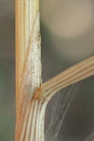 Festuca altissima \ Wald-Schwingel, D D&uuml;ren 20.8.2022