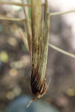 Festuca altissima \ Wald-Schwingel, D D&uuml;ren 20.8.2022