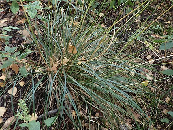 Festuca altissima \ Wald-Schwingel, D D&uuml;ren 20.8.2022