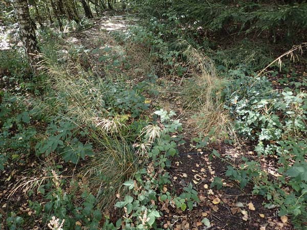 Festuca altissima \ Wald-Schwingel, D D&uuml;ren 20.8.2022