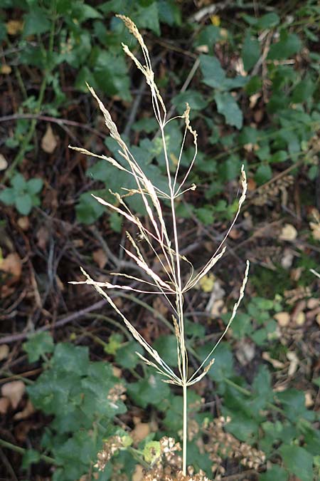 Festuca altissima \ Wald-Schwingel, D D&uuml;ren 20.8.2022