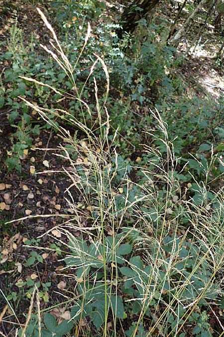 Festuca altissima \ Wald-Schwingel, D D&uuml;ren 20.8.2022
