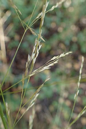 Festuca altissima \ Wald-Schwingel, D D&uuml;ren 20.8.2022