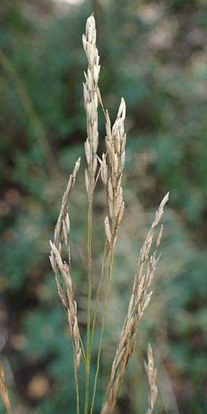 Festuca altissima \ Wald-Schwingel, D D&uuml;ren 20.8.2022