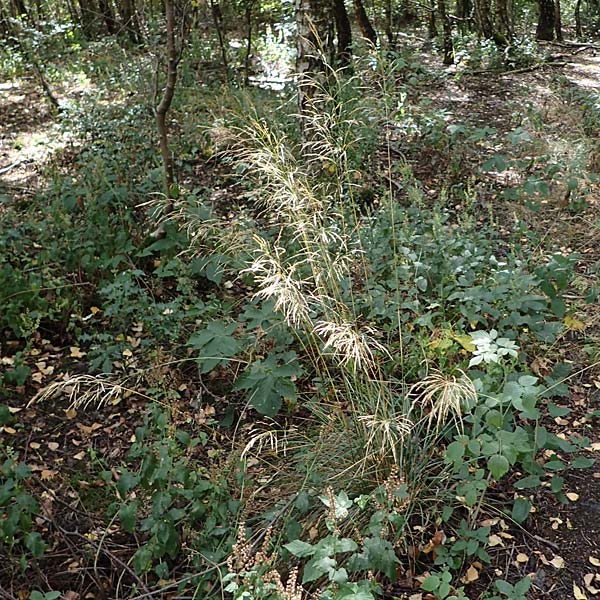 Festuca altissima \ Wald-Schwingel, D D&uuml;ren 20.8.2022