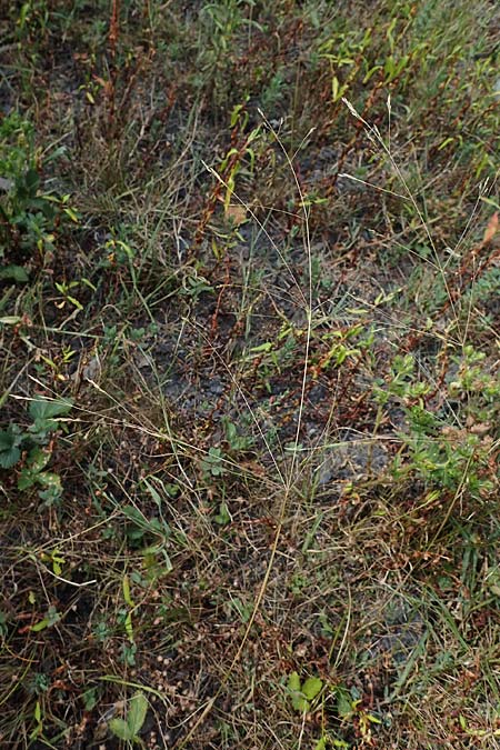 Agrostis scabra \ Raues Strau�gras / Rough Bentgrass, Hair Grass, D Essen 21.8.2022