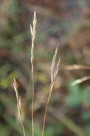 Agrostis scabra, Raues Strau�gras