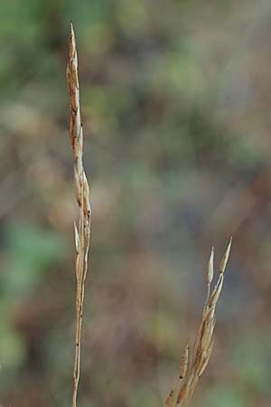 Agrostis scabra \ Raues Strau�gras / Rough Bentgrass, Hair Grass, D Essen 21.8.2022