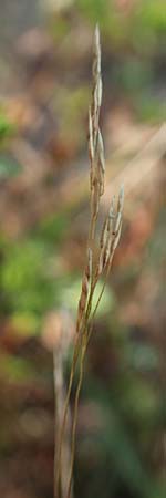 Agrostis scabra \ Raues Strau�gras / Rough Bentgrass, Hair Grass, D Essen 21.8.2022