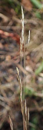 Agrostis scabra \ Raues Strau�gras / Rough Bentgrass, Hair Grass, D Essen 21.8.2022