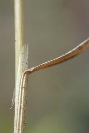 Agrostis scabra \ Raues Strau�gras / Rough Bentgrass, Hair Grass, D Essen 21.8.2022