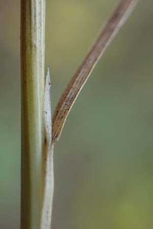 Agrostis scabra \ Raues Strau�gras / Rough Bentgrass, Hair Grass, D Essen 21.8.2022