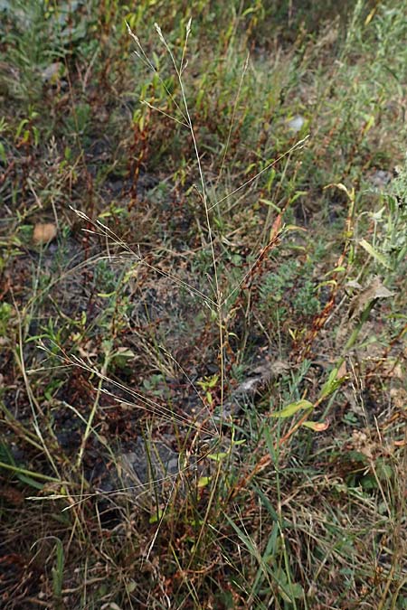Agrostis scabra \ Raues Strau�gras / Rough Bentgrass, Hair Grass, D Essen 21.8.2022