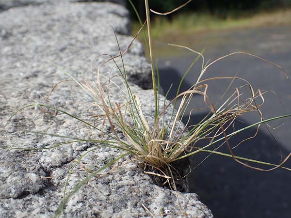 Agrostis scabra \ Raues Strau�gras / Rough Bentgrass, Hair Grass, D Essen 21.8.2022