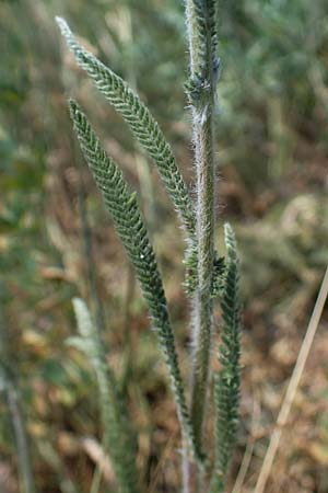 Achillea setacea / Fine-Leaved Milfoil, D Th&uuml;ringen, Hemleben 12.6.2023