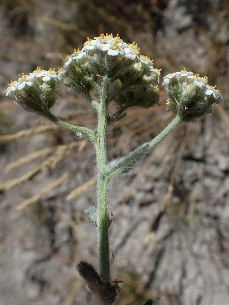 Achillea setacea / Fine-Leaved Milfoil, D Th&uuml;ringen, Hemleben 12.6.2023