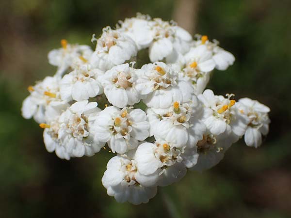 Achillea setacea / Fine-Leaved Milfoil, D Th&uuml;ringen, K&ouml;lleda 15.6.2023
