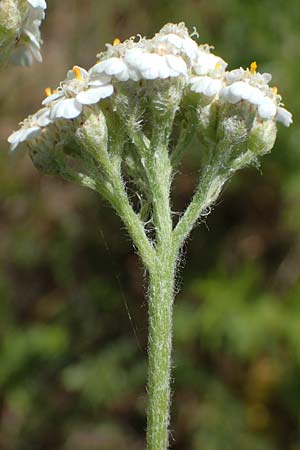 Achillea setacea / Fine-Leaved Milfoil, D Th&uuml;ringen, K&ouml;lleda 15.6.2023