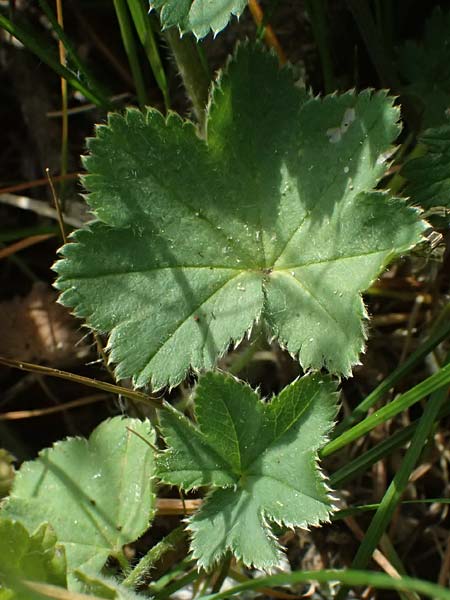 Alchemilla subcrenata \ Stumpfz�hniger Frauenmantel / Broadtooth Lady's Mantle, D G&uuml;nzburg 24.5.2025