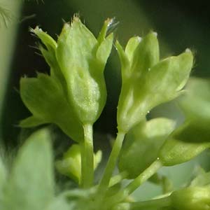 Alchemilla subcrenata \ Stumpfz�hniger Frauenmantel / Broadtooth Lady's Mantle, D G&uuml;nzburg 24.5.2025