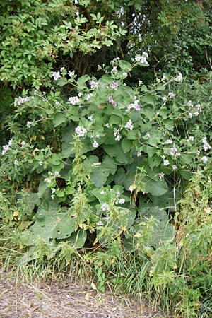 Arctium tomentosum \ Filzige Klette, D Grettstadt 18.7.2015