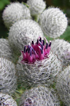 Arctium tomentosum \ Filzige Klette, D Grettstadt 18.7.2015