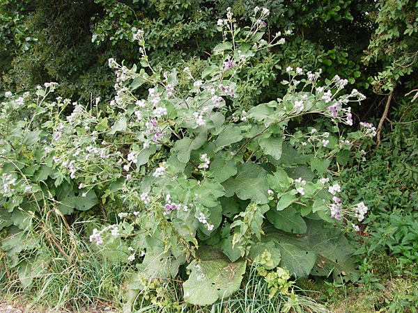 Arctium tomentosum \ Filzige Klette, D Grettstadt 18.7.2015