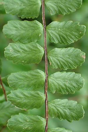 Asplenium trichomanes subsp. trichomanes, Spleenwort