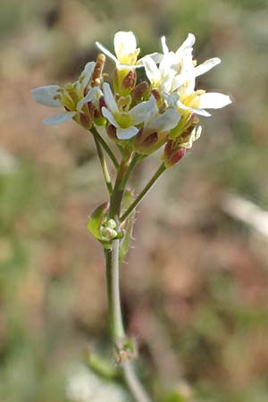 Arabidopsis thaliana \ Acker-Schmalwand, D Viernheim 7.4.2020