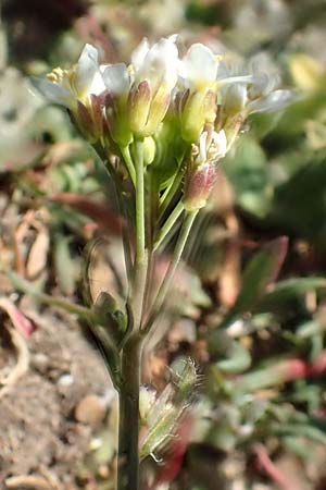 Arabidopsis thaliana \ Acker-Schmalwand, D Viernheim 7.4.2020
