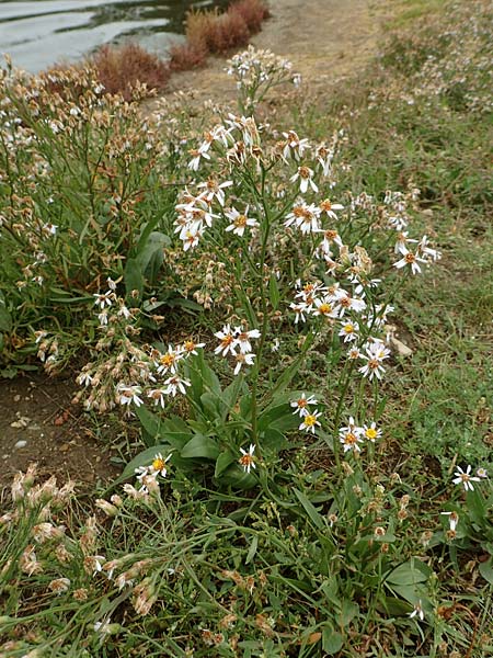 Tripolium pannonicum subsp. pannonicum \ Meer-Aster, Strand-Aster / Sea Aster, D Sachsen-Anhalt, S&uuml;lzetal-S&uuml;lldorf 27.9.2020