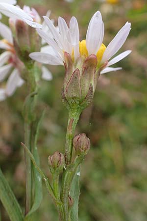Tripolium pannonicum subsp. pannonicum \ Meer-Aster, Strand-Aster / Sea Aster, D Sachsen-Anhalt, S&uuml;lzetal-S&uuml;lldorf 27.9.2020