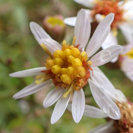 Tripolium pannonicum subsp. pannonicum \ Meer-Aster, Strand-Aster / Sea Aster, D Sachsen-Anhalt, S&uuml;lzetal-S&uuml;lldorf 27.9.2020