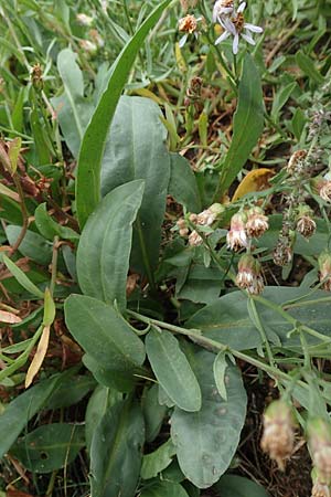 Tripolium pannonicum subsp. pannonicum \ Meer-Aster, Strand-Aster / Sea Aster, D Sachsen-Anhalt, S&uuml;lzetal-S&uuml;lldorf 27.9.2020