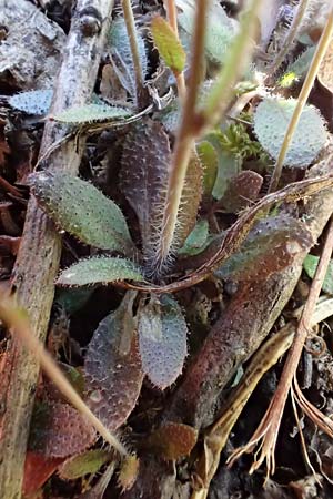 Arabidopsis thaliana \ Acker-Schmalwand, D Koblenz 11.3.2022