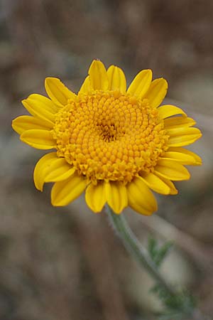 Anthemis tinctoria, Yellow Chamomile
