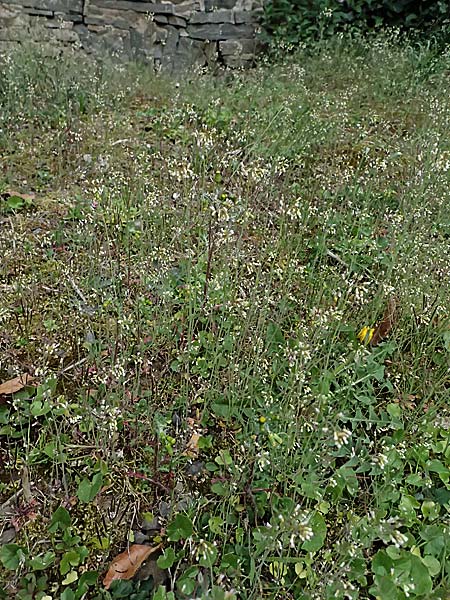 Arabidopsis thaliana \ Acker-Schmalwand, D Gimborn 11.4.2025
