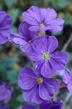 Aubrieta deltoidea \ Blaukissen, D Mannheim-Seckenheim 4.4.2020