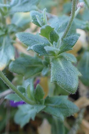 Aubrieta deltoidea \ Blaukissen, D Mannheim-Seckenheim 4.4.2020