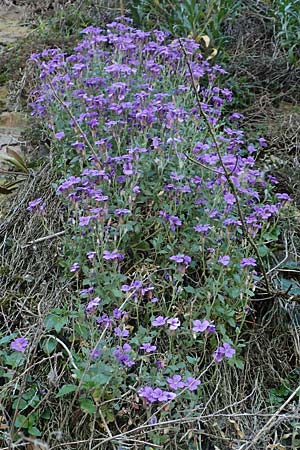 Aubrieta deltoidea \ Blaukissen, D Mannheim-Seckenheim 4.4.2020