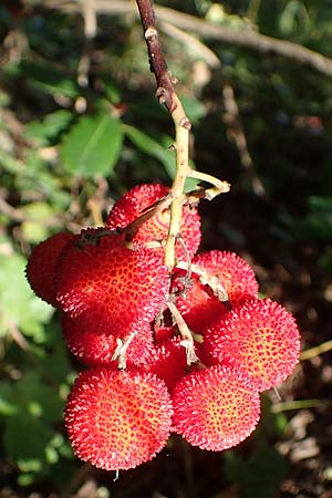 Arbutus unedo \ Westlicher Erdbeerbaum / Strawberry Tree, D Weinheim an der Bergstra&szlig;e 22.10.2020