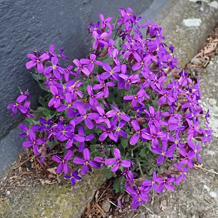 Aubrieta deltoidea \ Blaukissen, D Ratingen 10.4.2025