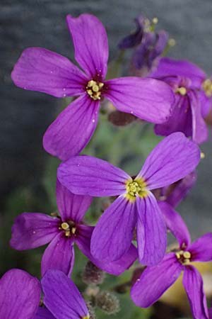 Aubrieta deltoidea \ Blaukissen, D Ratingen 10.4.2025