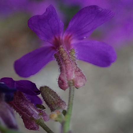 Aubrieta deltoidea \ Blaukissen, D Ratingen 10.4.2025